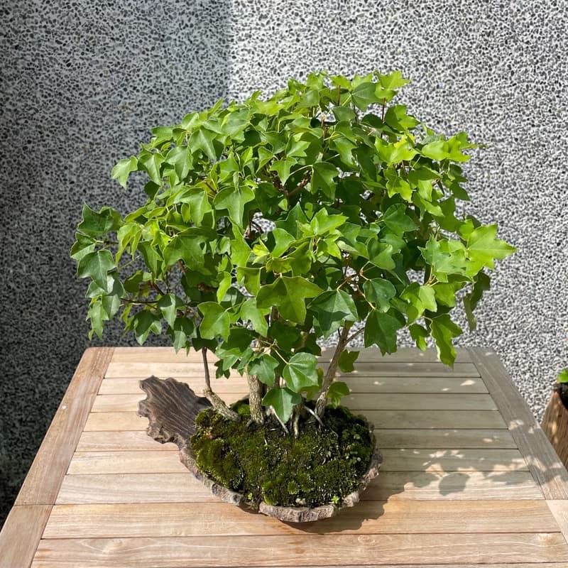 小品盆栽-宮樣楓 盆景 送禮
