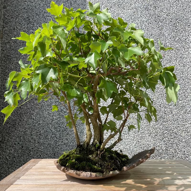 小品盆栽-宮樣楓 盆景 送禮