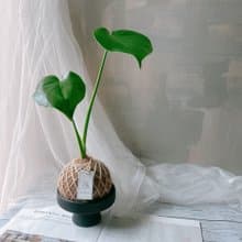 小苔球 龜背芋 植栽 室內植物