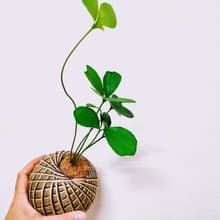 幸運樹苔球│窗邊植物│陽台植物│觀葉植物