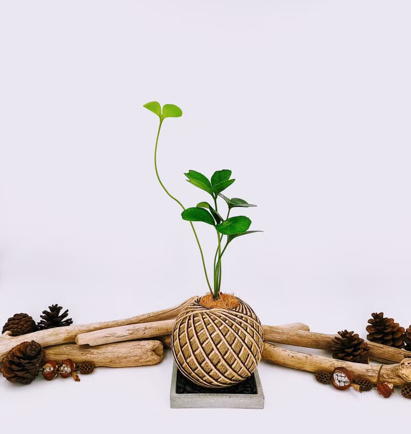 幸運樹苔球│窗邊植物│陽台植物│觀葉植物