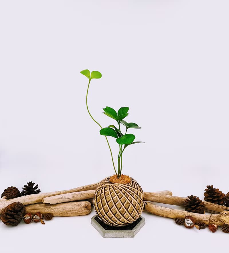 幸運樹苔球│窗邊植物│陽台植物│觀葉植物