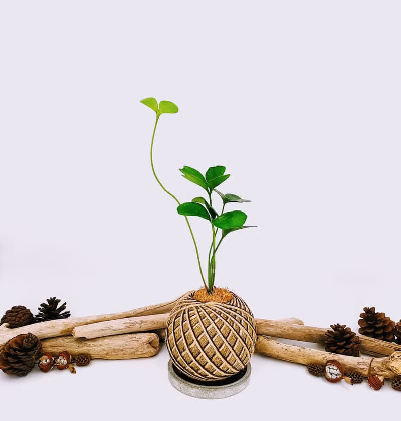 幸運樹苔球│窗邊植物│陽台植物│觀葉植物