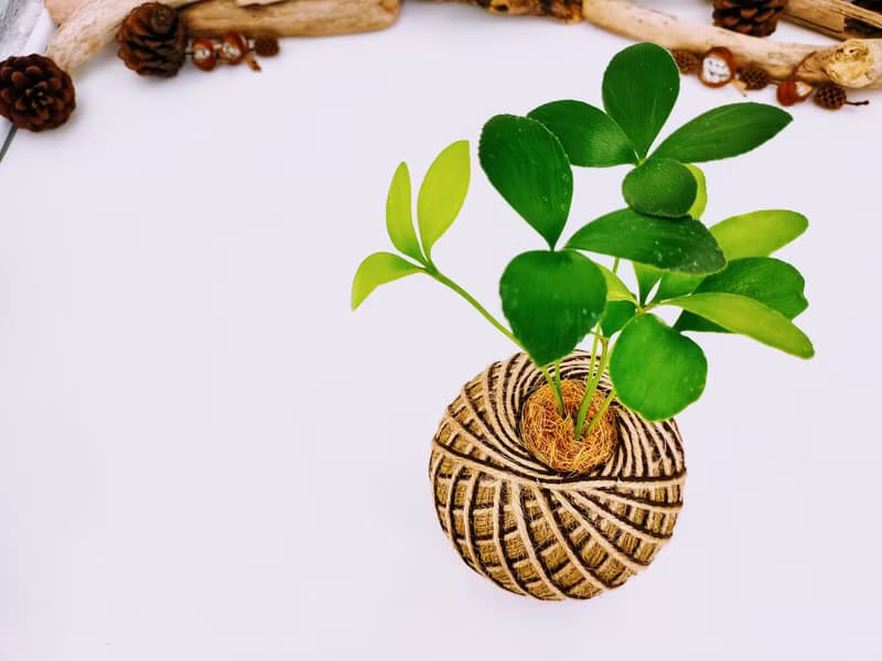 幸運樹苔球│窗邊植物│陽台植物│觀葉植物