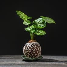 合果芋苔球 苔球植物 苔玉 適合室內植物 辦公室植物 交換禮物