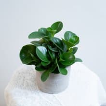 圓葉椒草盆栽 發財樹 水泥盆
