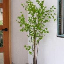 人造植栽/仿真吊鐘樹/仿真植物/綠化/永不凋零