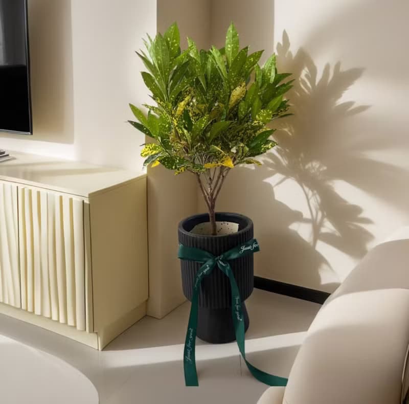 【送禮首推】金手指變葉木落地型盆栽 新居開幕喬遷送禮 居家擺設