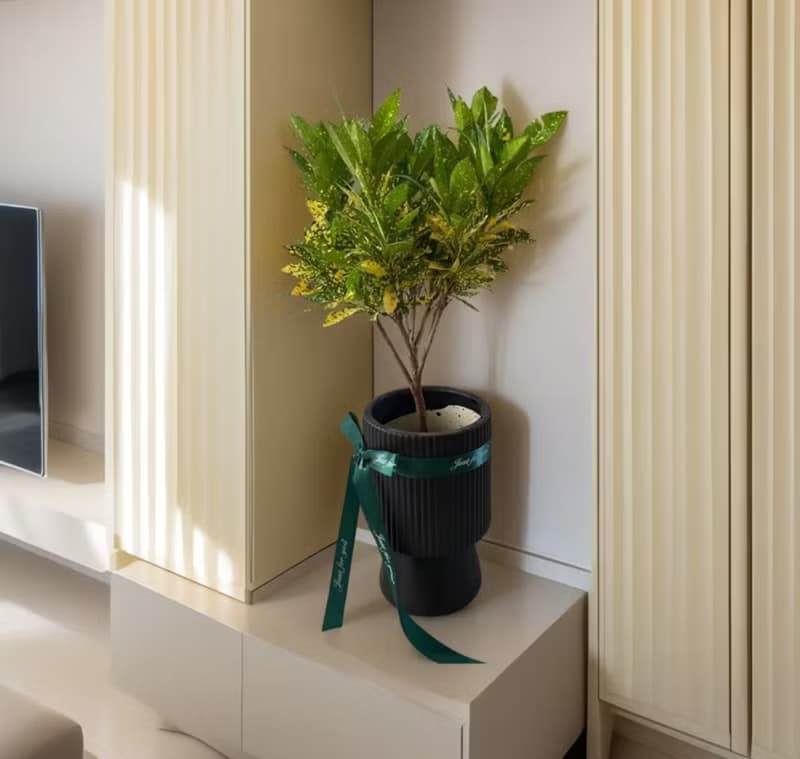 【送禮首推】金手指變葉木落地型盆栽 新居開幕喬遷送禮 居家擺設