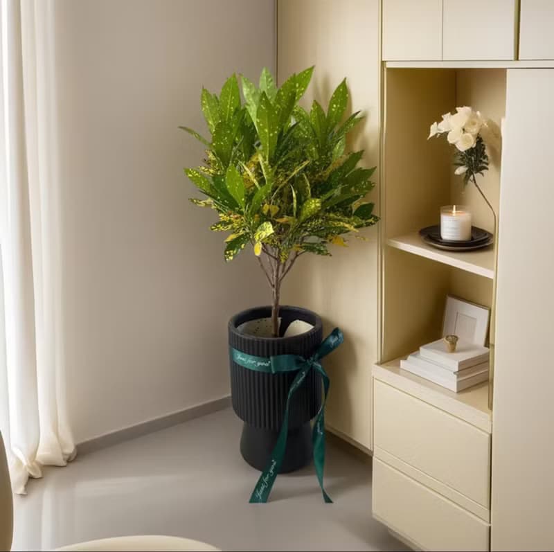 【送禮首推】金手指變葉木落地型盆栽 新居開幕喬遷送禮 居家擺設