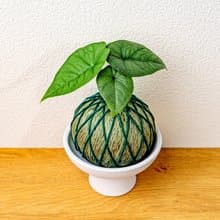 苔球植物 犀牛皮觀音蓮墨綠苔球加磨砂高腳缽 苔球 苔玉 禮物