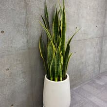 【限新竹地區】【送禮盆栽】金邊虎尾蘭 | 白水磨石高甕盆