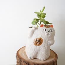 【竒植花物】熊童子貓咪盆栽 陶瓷盆栽 室內觀賞植物 綠化盆栽