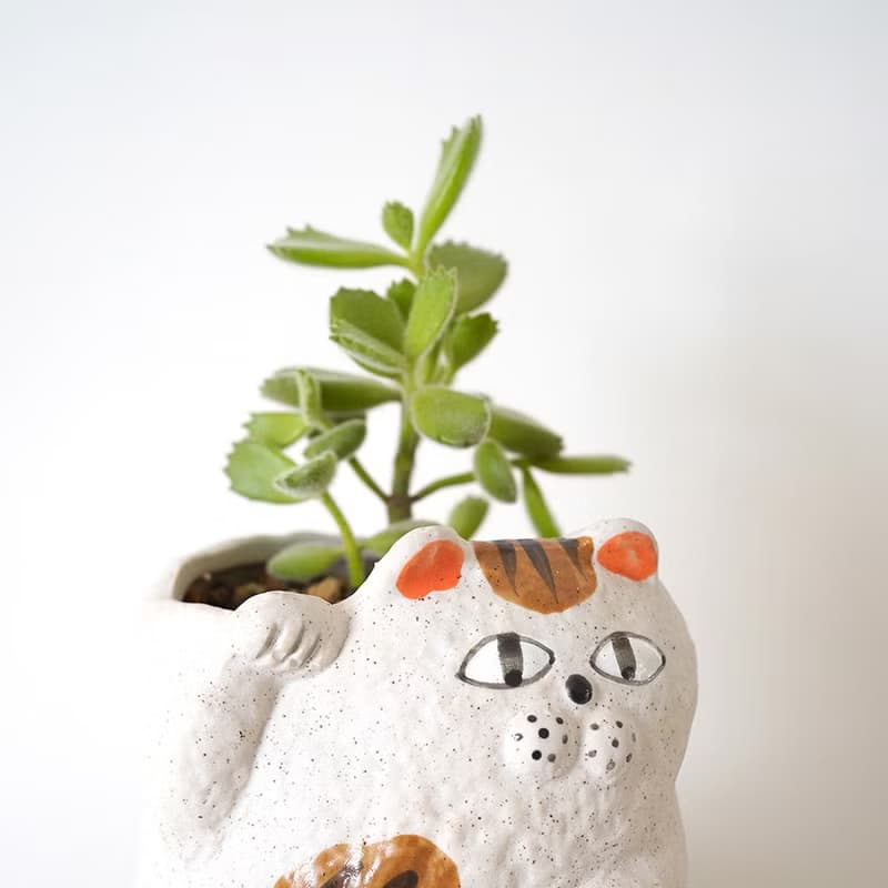 【竒植花物】熊童子貓咪盆栽 陶瓷盆栽 室內觀賞植物 綠化盆栽