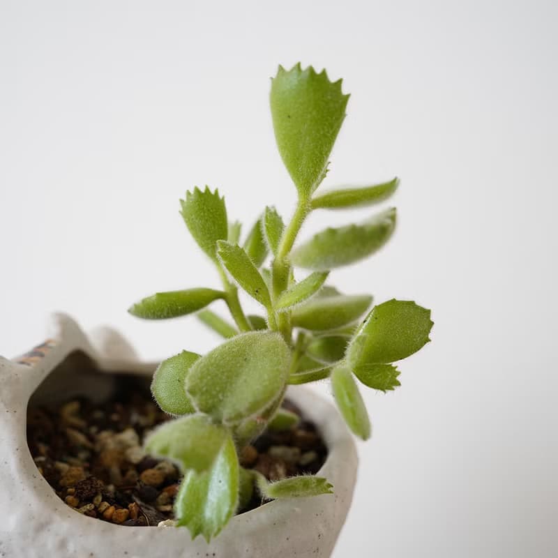 【竒植花物】熊童子貓咪盆栽 陶瓷盆栽 室內觀賞植物 綠化盆栽