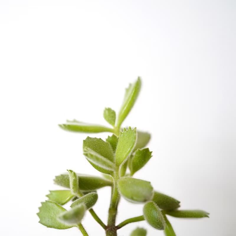 【竒植花物】熊童子貓咪盆栽 陶瓷盆栽 室內觀賞植物 綠化盆栽