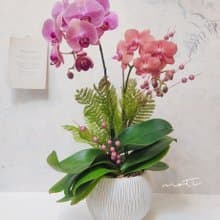 蝴蝶蘭植栽【限店面自取/雙北專送】新年送禮 開幕升遷 新居落成