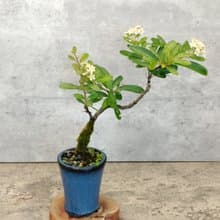 陶盆盆栽狀元紅