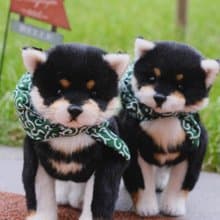 【難度升級款】黑色柴犬/DIY材料包 原創仿真手工柴犬小狗材料包