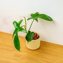 龍爪蔓綠絨 莫蘭迪色系直紋陶盆 室內植物 觀葉植物 禮物 盆栽