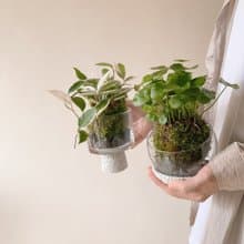 生活需要一點山野氣息  苔球植栽