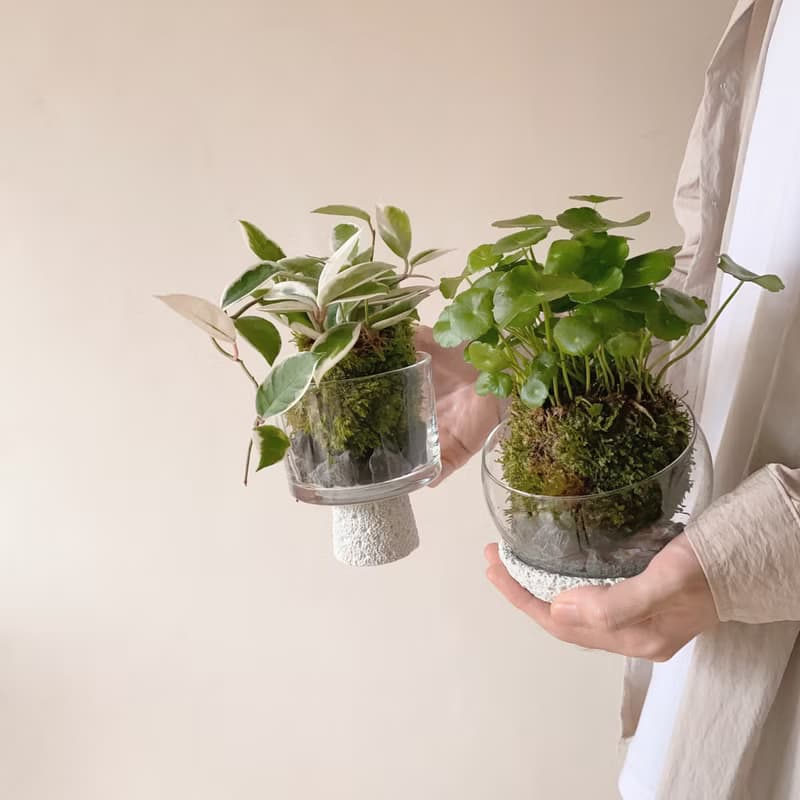 生活需要一點山野氣息  苔球植栽