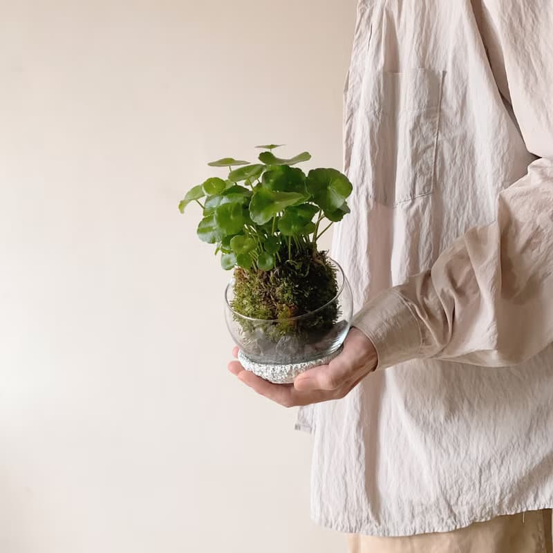 生活需要一點山野氣息  苔球植栽