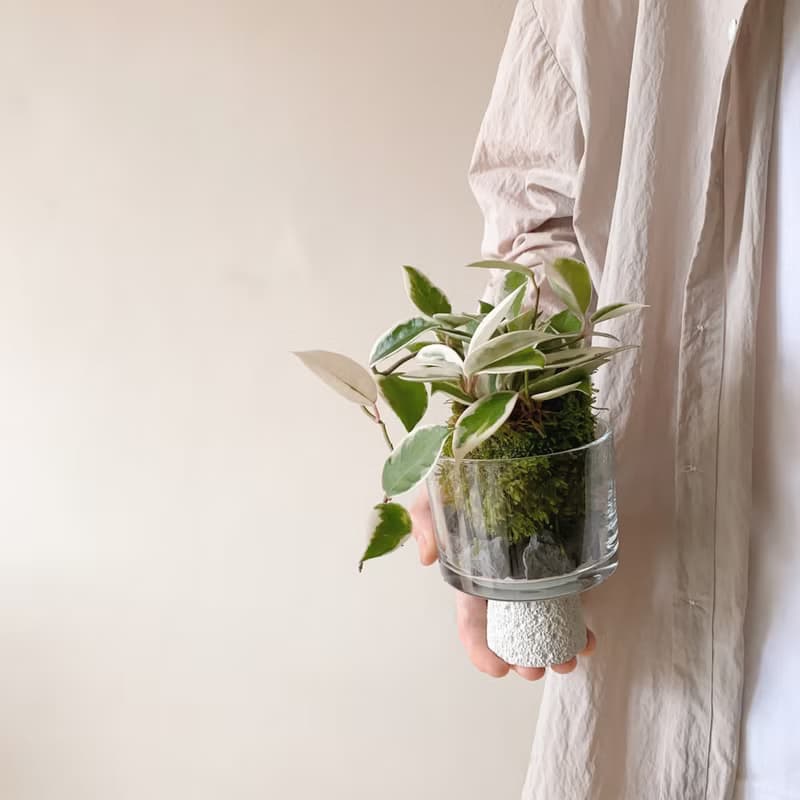 生活需要一點山野氣息  苔球植栽