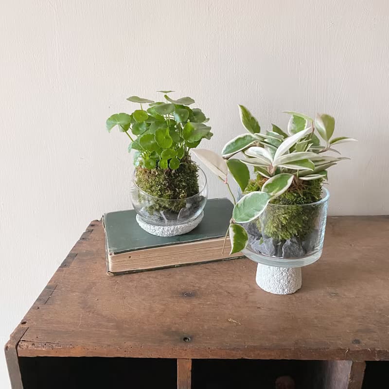 生活需要一點山野氣息  苔球植栽