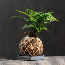 兔腳蕨苔球 苔球植物 苔玉 室內植物 辦公室植物 交換禮物