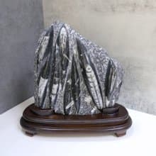 直角石化石座 直角石擺件