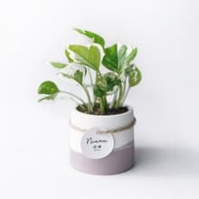 (預購) 莫蘭迪粉系列 | 白金葛 室內植栽 圓形雙色水泥觀葉盆栽