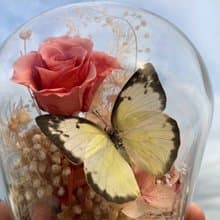 蝴蝶標本玻璃盅-黃粉蝶/七夕情人節/乾燥花/生態瓶/鳳蝶/父親節