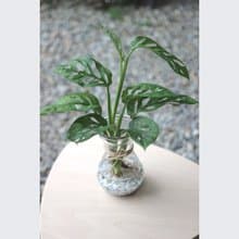 水培植栽│窗孔龜背芋_室內植物 辦公室盆栽 店內擺設