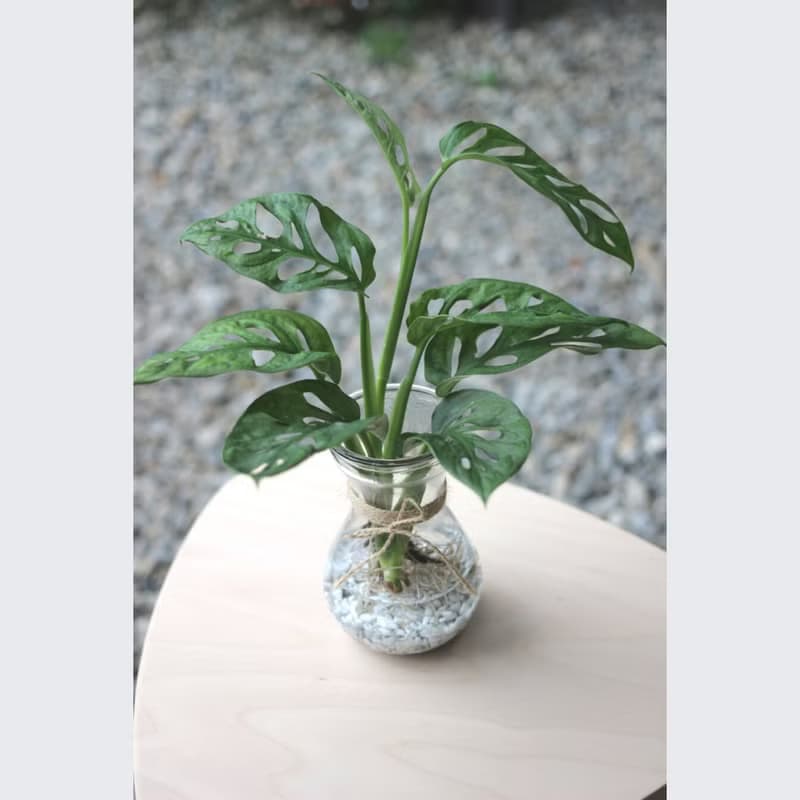 水培植栽│窗孔龜背芋_室內植物 辦公室盆栽 店內擺設