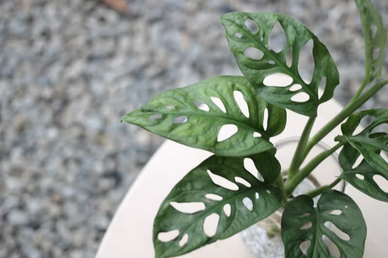 水培植栽│窗孔龜背芋_室內植物 辦公室盆栽 店內擺設
