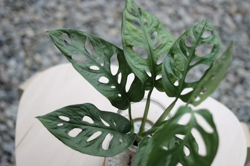 水培植栽│窗孔龜背芋_室內植物 辦公室盆栽 店內擺設