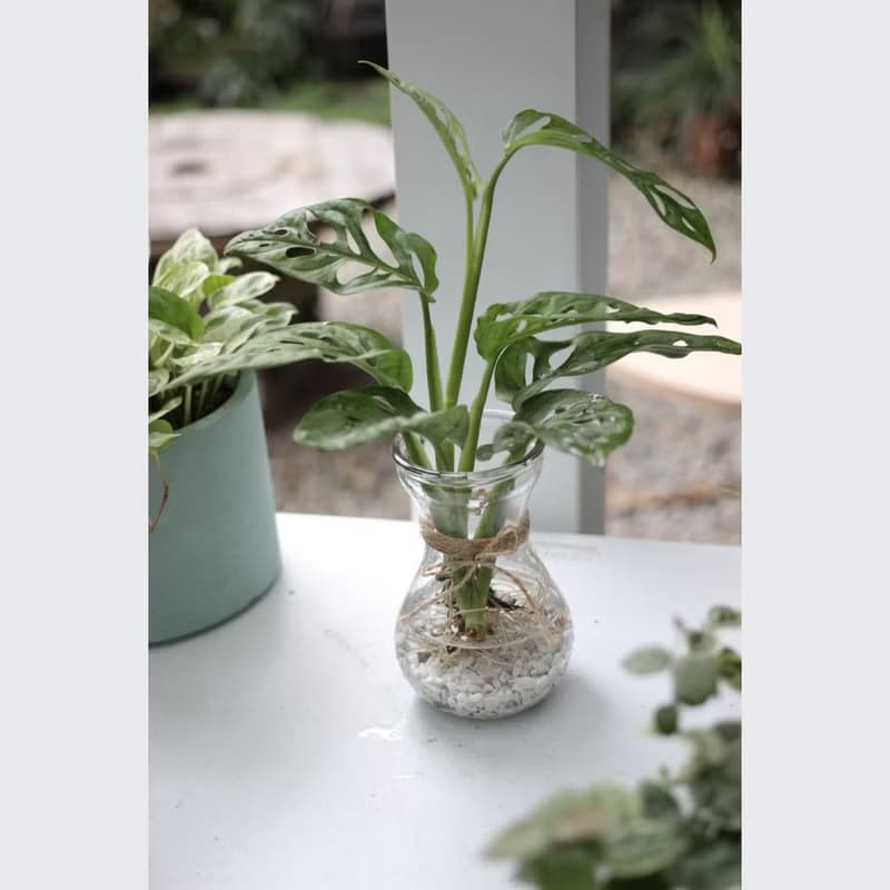 水培植栽│窗孔龜背芋_室內植物 辦公室盆栽 店內擺設