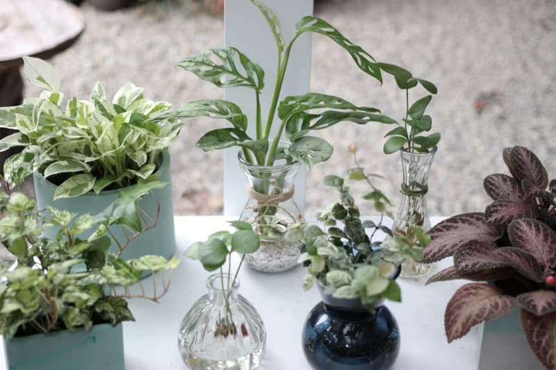 水培植栽│窗孔龜背芋_室內植物 辦公室盆栽 店內擺設