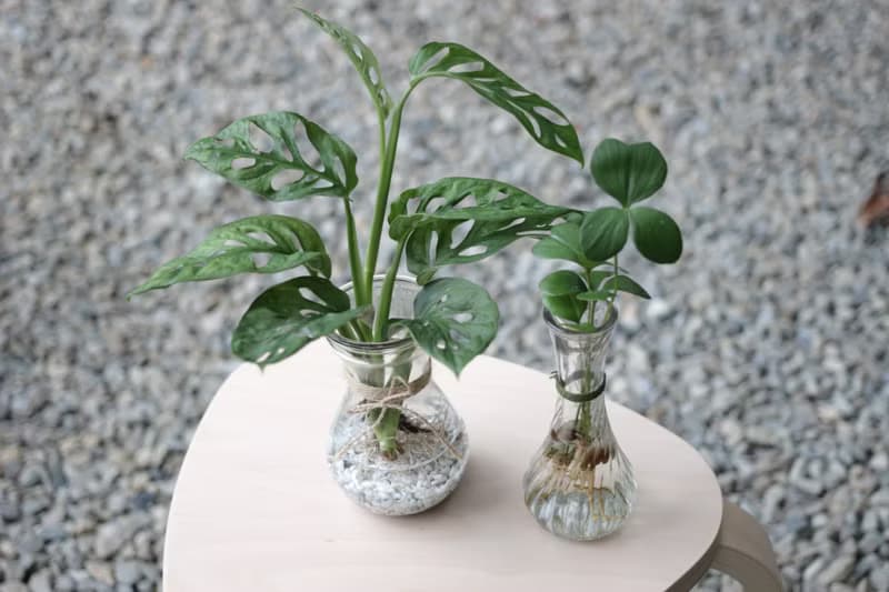 水培植栽│窗孔龜背芋_室內植物 辦公室盆栽 店內擺設