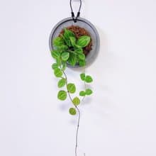 西瓜藤│水泥上板植栽│室內植物│窗邊植物│觀葉植物