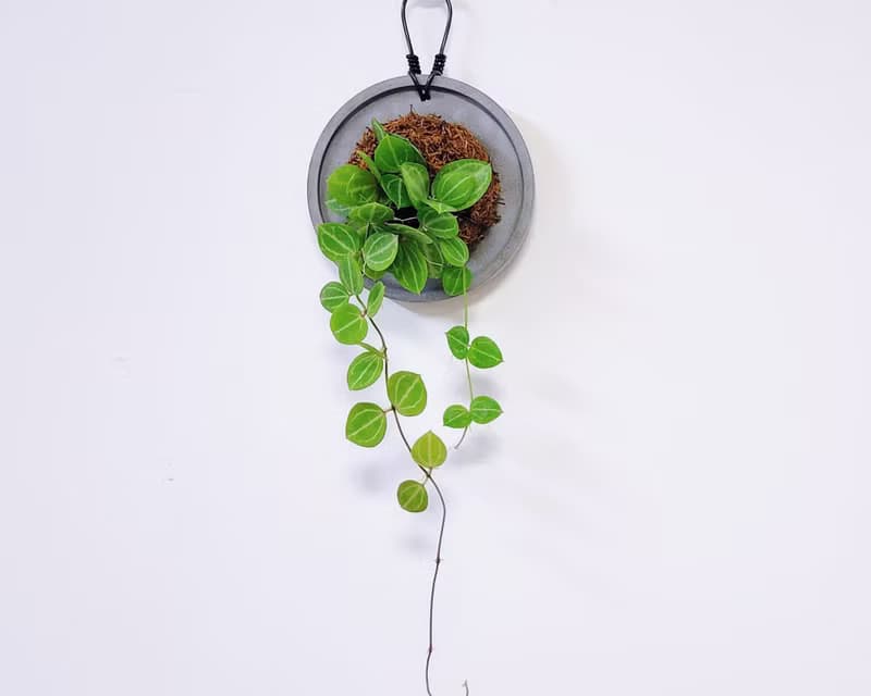 西瓜藤│水泥上板植栽│室內植物│窗邊植物│觀葉植物