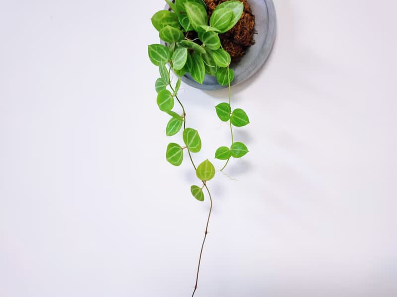 西瓜藤│水泥上板植栽│室內植物│窗邊植物│觀葉植物