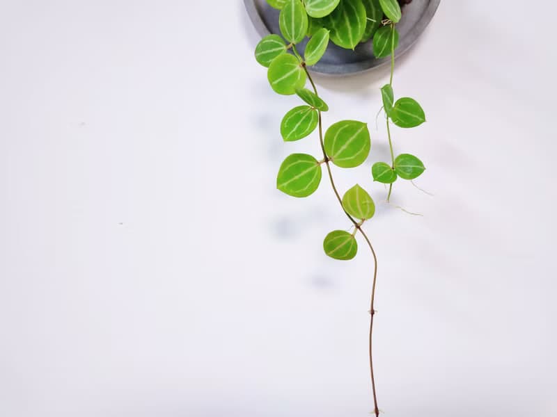 西瓜藤│水泥上板植栽│室內植物│窗邊植物│觀葉植物