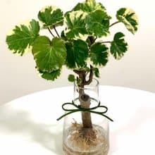 水培植栽│班葉圓葉福祿桐_室內植物 辦公室盆栽 店內布置