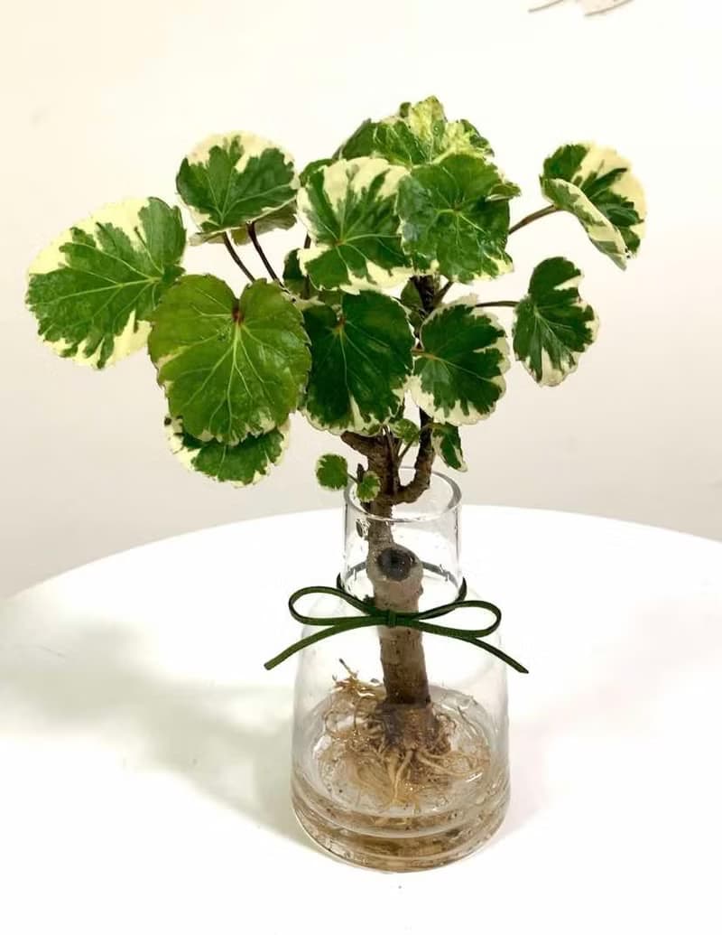 水培植栽│班葉圓葉福祿桐_室內植物 辦公室盆栽 店內布置