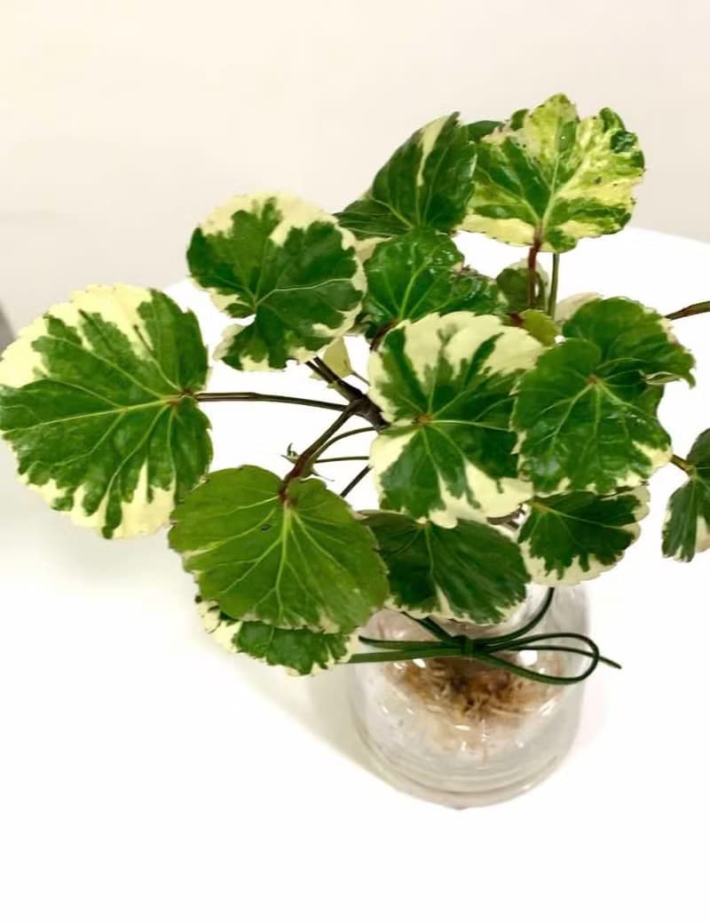 水培植栽│班葉圓葉福祿桐_室內植物 辦公室盆栽 店內布置