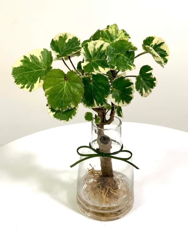 水培植栽│班葉圓葉福祿桐_室內植物 辦公室盆栽 店內布置