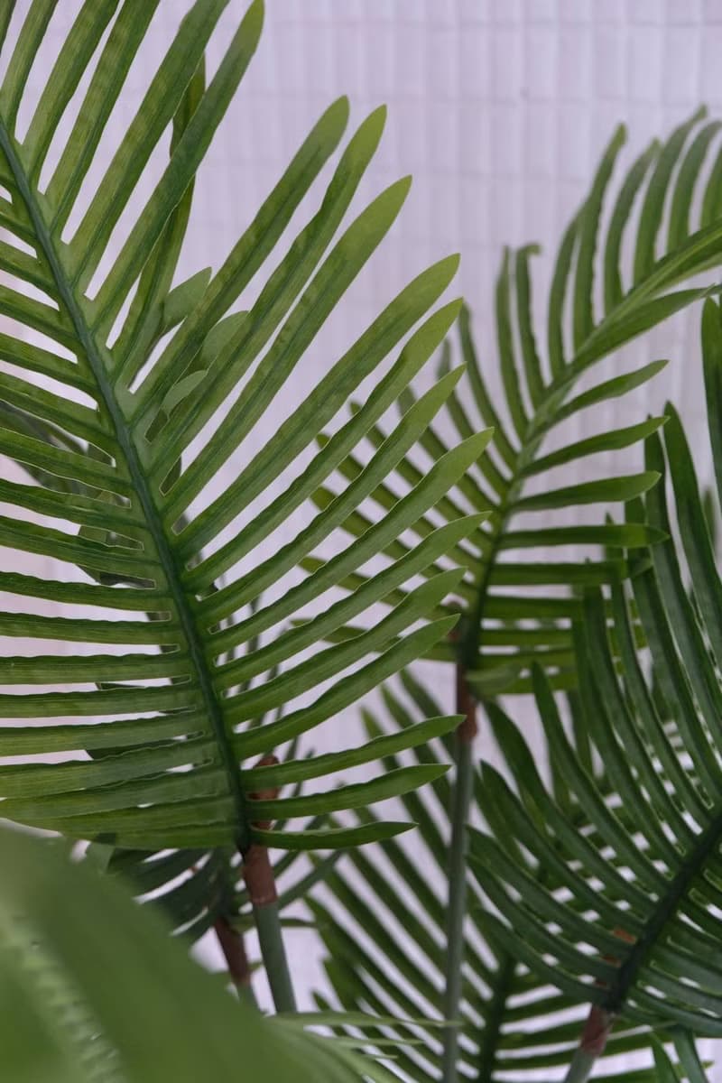 人造植栽/仿真椰子樹/仿真植物/綠化/永不凋零