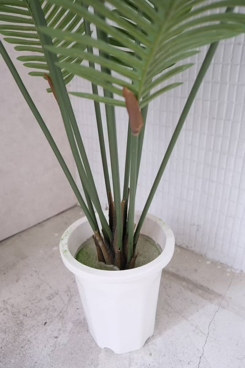 人造植栽/仿真椰子樹/仿真植物/綠化/永不凋零